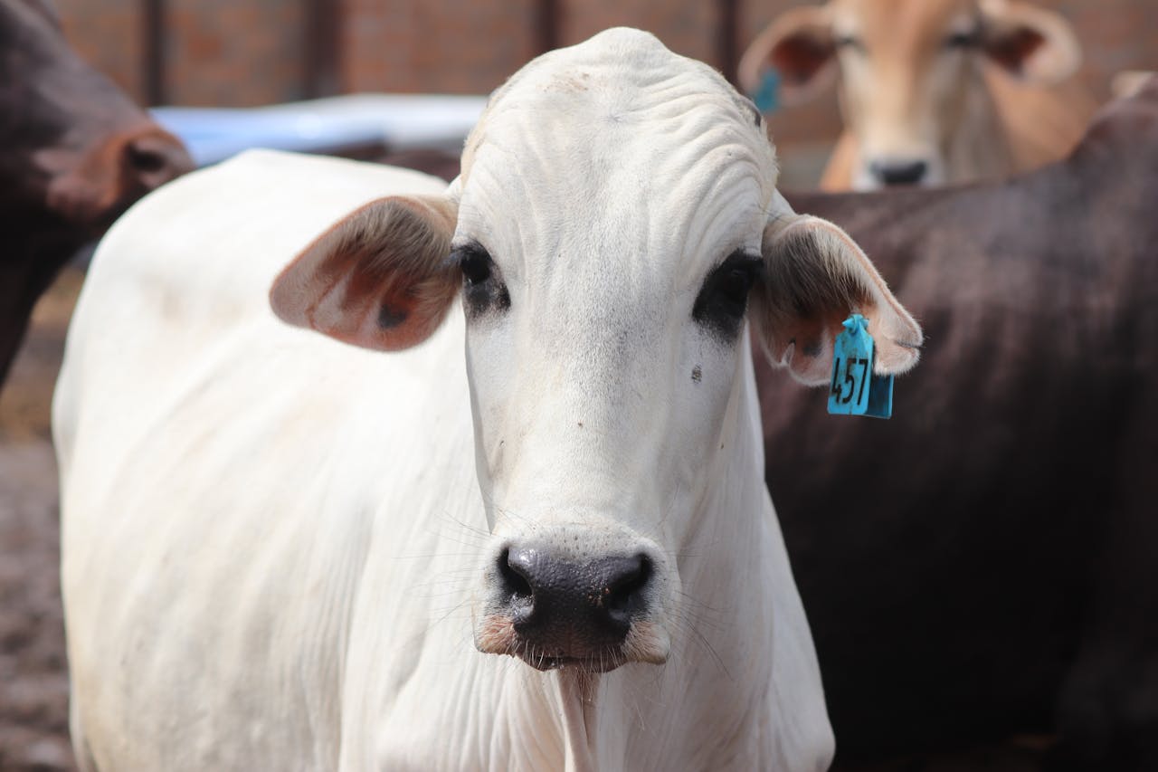 A detailed close-up image of a white cow with an ear tag on a farm.