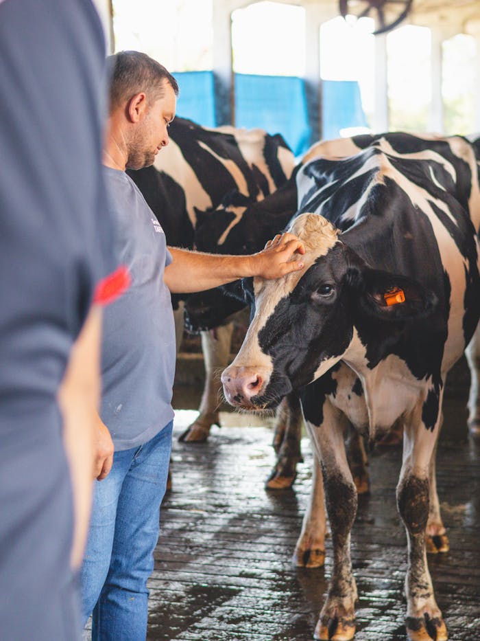 A farmer gently pets a Holstein cow in a barn setting, showcasing care in livestock handling.